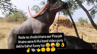 hashtag pandharpuri redafunny video 😂hashtag pashu Premi 🐃✌️👌💥hashtag shariyat Premi 👑👑👌👑👌✌️☝️🐃 [upl. by Grane622]