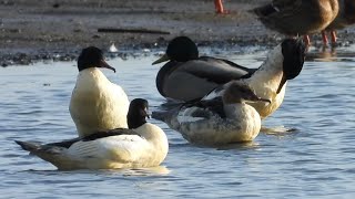 Tracze  Common mergansers [upl. by Aneekas]