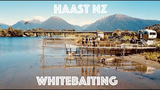 Whitebaiting West Coast New Zealand Haast [upl. by Efrem]