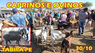 Feira de Caprinos e Ovinos de TabiraPE 301024 [upl. by Yurik]