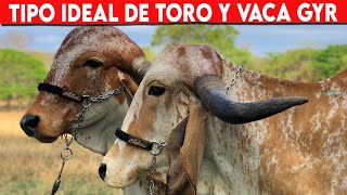 🔴 Gyr Lechero Y Sus Caracteristicas 2023 ✅ Cattle Gyr [upl. by Ephrayim]