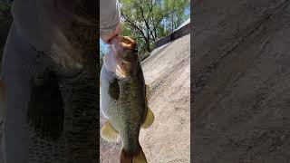 10 lb bass wildlife bassfishing [upl. by Sher]