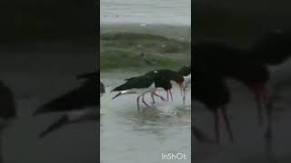 oystercatchers are hilarious 🤣 [upl. by Merissa358]