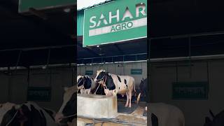 Sahara agro 2025bull biggestbull drinkingwater [upl. by Marylin]