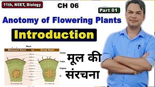 Ch6 Anatomy of Root  Dicot root Vs Monocot root  Class 11 BiologyNEETAIIMS by om sir [upl. by Ecirtam]