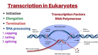 Transcription initiation in eukaryotes [upl. by Rialb708]