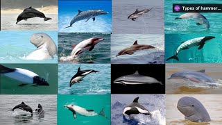 All types of oceans Dolphins in the world [upl. by Eaned]