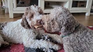 Lagotto Romagnolo [upl. by Docile]