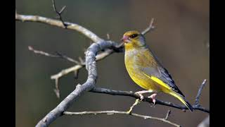 GREENFINCH SINGING HD AUDIO [upl. by Agata]