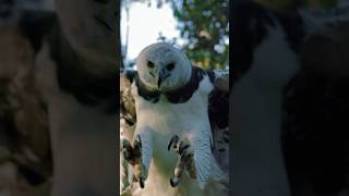 Perfect Shot Harpy Eagle 🦅 Skillfully Hunting Howler Monkey in the Amazon Rainforest ⭐️ Masterful [upl. by Asteria]