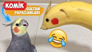 En Komik Sultan Papağanı Videoları Derlemesi  2018 Derleme [upl. by Ackerman818]