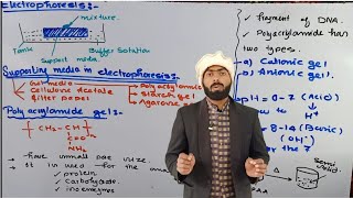Poly Acrylamide gel  Gel Supporting media used in Electrophoresis  Electrophoresis [upl. by Ahsiral602]
