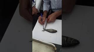 Morphometric characters of fish  Practical  MsZo  KU [upl. by Mahseh]