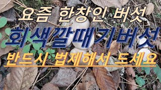 요즘 한창인 버섯 반드시 법제해서 드세요 [upl. by Abell]