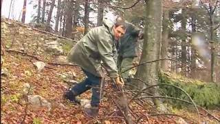 Lâcher un ours dans les Pyrénées mode demploi [upl. by Trillbee488]