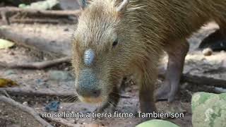 Capibara I Curiosidades [upl. by Adnalohs]