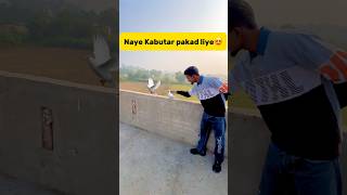 Naye kabutar🕊️ pakad liye😍 petlover minivlog pigeon budgiesfam kabutar birds kabutarbazi [upl. by Adleme259]