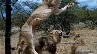 50 Lions having Breakfast [upl. by Johnny]