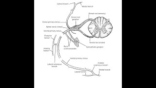 شرح مبسط و مهم لتشريح اعصاب العمود الفقري Anatomy of spinal nerves [upl. by Renruojos]