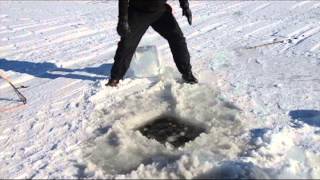 Spearfishing American Eel Through the Ice [upl. by Heyward]