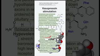 Vasopressin stimulation [upl. by Isnan542]