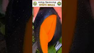 🤯 கருப்பு மாம்பழம்மா 🤔 🥭 🌱kasthurimango mango mangofruit mangofarm agriculture farmers [upl. by Aiyekal]