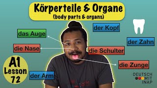 A1 German Lesson 72  Körperteile und Organe  Body parts and organs  Wortschatz  Vocabulary [upl. by Sucramej608]