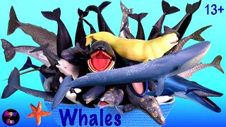 NEW Sea Animals Whales Killer Whale Blue Whale Sperm Whale Humpback 13 [upl. by Zeculon237]