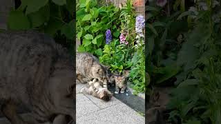 Cute Cat with Her Playful Kittens  MustWatch Cuteness Overloadquot cat kitten shorts [upl. by Ainoval]