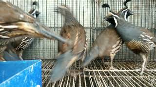 Californian quail local breed available only males [upl. by Akihsar292]