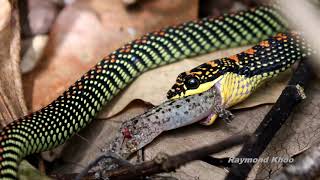 Paradise tree snake Chrysopelea paradisi eating gecko  Sungei Buloh nature [upl. by Ayardna]