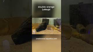 Double orange Leleupi smallbusiness aquarium aquariumfishkeeping fishkeepinghobby fishaquarium [upl. by Barbaraanne545]