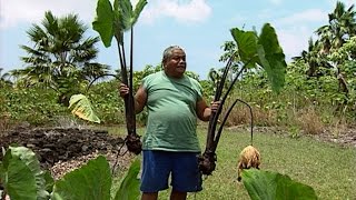 ‘Ele‘ele Naioea Plant Descriptors  with Jerry Konanui [upl. by Rehpotsyrhc]