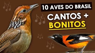 As 10 AVES com CANTOS MAIS BONITOS DO BRASIL  Pássaros brasileiros com cantos maravilhosos [upl. by Erodisi]