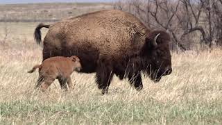 Rocky Mountain Arsenal National Wildlife Refuge Prairie Animals  Colorado USA [upl. by Leik]