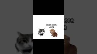 Você joga frifairi shorts cat meme freefire [upl. by Feenah344]