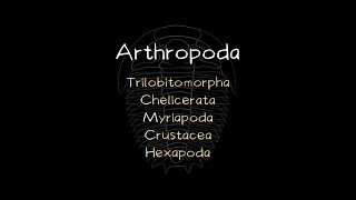 Phylum Arthropoda  5 Subphyla and Classes [upl. by Niroht]