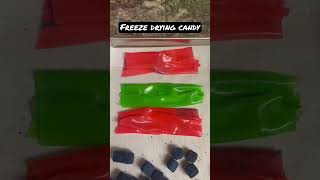 Freeze drying fruit by the foot amp fruit roll ups freezedryer [upl. by Kippy]