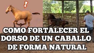 COMO FORTALECER EL DORSO DE UN CABALLO DE FORMA NATURAL [upl. by Anilas]