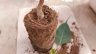 How to make Bonsai plant at home bonsaitree banyantree plantation naturelovers [upl. by Llekcir]