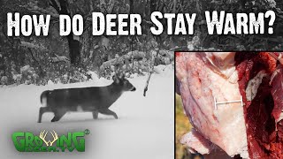 How Do Deer Survive the Cold 798 [upl. by Aynekal]