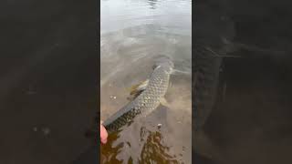 Third grass carp landed🙌 grasscarp fish fishing viral florida tampa tampabay [upl. by Ittap]