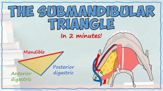 The Submandibular Triangle [upl. by Acinahs]