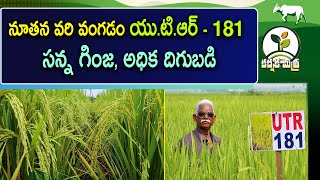 రైతును మెప్పించిన నూతన వరి వంగడం యుటిఆర్  181  Best New Rice Variety UTR  181  Karshaka Mitra [upl. by Atekehs]