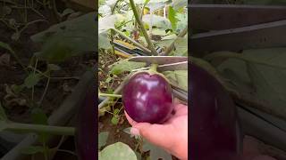 Harvesting Organic Brinjals from Our Rooftop Garden – Fresh and ChemicalFree organic bringle [upl. by Regine893]