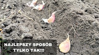 Jak sadzić czosnek ozimy NAJLEPSZY SPOSÓB [upl. by Oria]