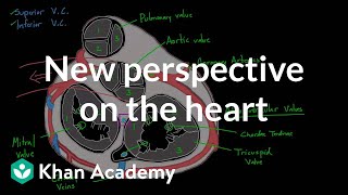 New perspective on the heart  Circulatory system physiology  NCLEXRN  Khan Academy [upl. by Kirby]