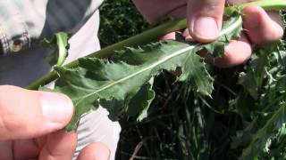 Canada Thistle identification of the Wisconsin Invasive Species Cirsium arvense [upl. by Pancho]