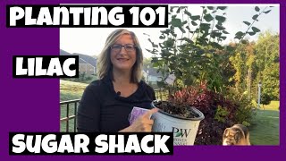 Planting 101 Lilac amp Sugar Shack Button Bush with an Auger Plant Haul Creekside Nursery [upl. by Nnyliram]