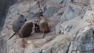 A group of Hamadryas baboons and their enclosure [upl. by Willie856]